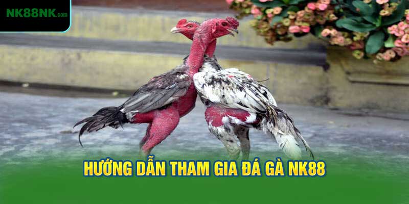 Hướng Dẫn Tham Gia Đá Gà NK88